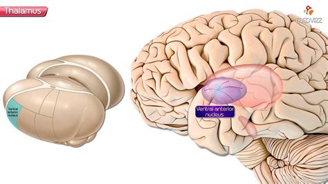 Neuroanatomy : Gross anatomy of Thalamus ( Part 2 ) - Thalamic nuclei | anatomy | euroanatomy ...