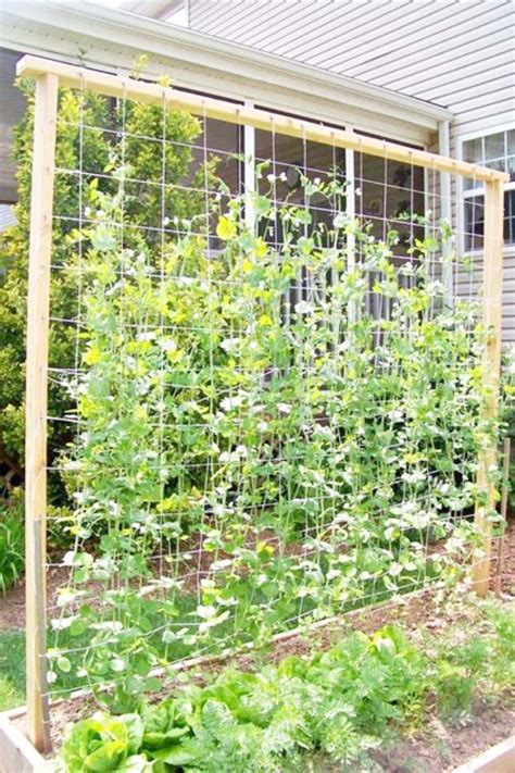 9 Amazing DIY Ideas – How To Make Tomato Trellis | Garden trellis ...