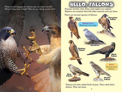 Falcon vs. Hawk (Who Would Win?) | Scholastic Canada