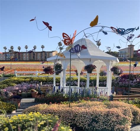 Experience Vibrant Colors at The Flower Fields in Carlsbad - The Status Life