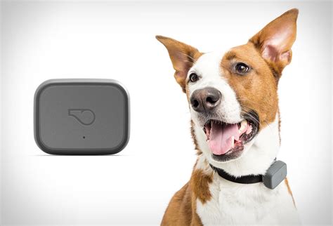 GPS Tracker For Dogs - LoneStar Tracking®