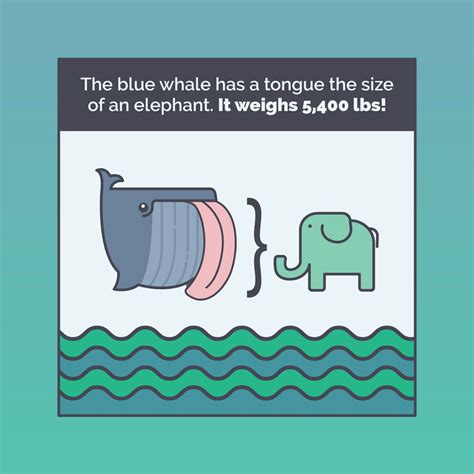 CRAZY TONGUE FACT! The blue whale's tongue weighs 5,400 lbs. That's more than an average car! # ...