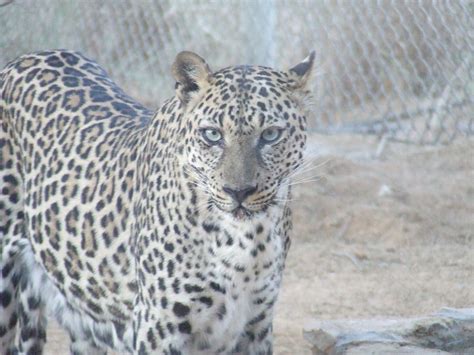 Arabian leopard: characteristics, habitat, reproduction and threats