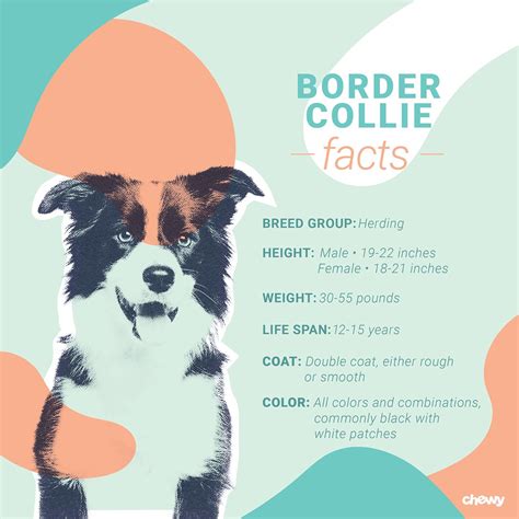 Border collie dogs puppies – Artofit