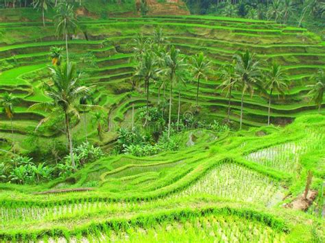 Rice Terraces in Tegallalang, Bali, Indonesia Stock Photo - Image of green, asia: 7966798