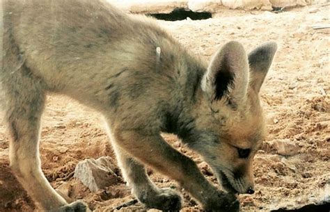 Israel Wildlife Volunteering Program - Animals of the Arabah Desert