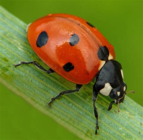 Ladybug | Tree World Wiki | FANDOM powered by Wikia