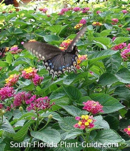 Butterfly Gardening for South Florida