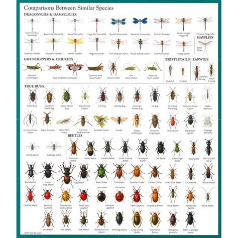 Pest Identification Chart | Home > Concise Insect Guide | CHARTS of all KINDS | Pinterest ...