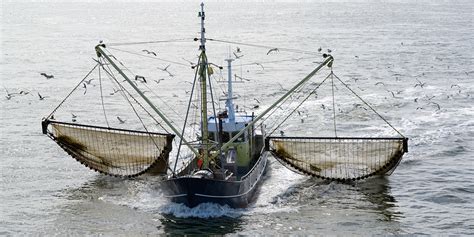 Trawl fishing leads to decreased nutrient cycling in sediments - NIOZ