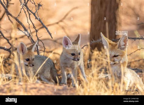 Three cute Cape Fox pups in the Kgalagadi Stock Photo - Alamy