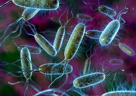 E. Coli Bacteria Photograph by David Mack - Fine Art America