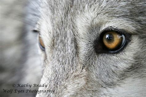 Wolves Eyes - Wolf Eyes Images Stock Photos Vectors Shutterstock - Blue eyes are more commonly ...