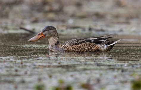 A Female Northern Shoveler 10-26 | Kilo Hotel | Flickr