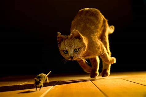 Cat Chasing Mouse Stock Photos, Pictures & Royalty-Free Images - iStock