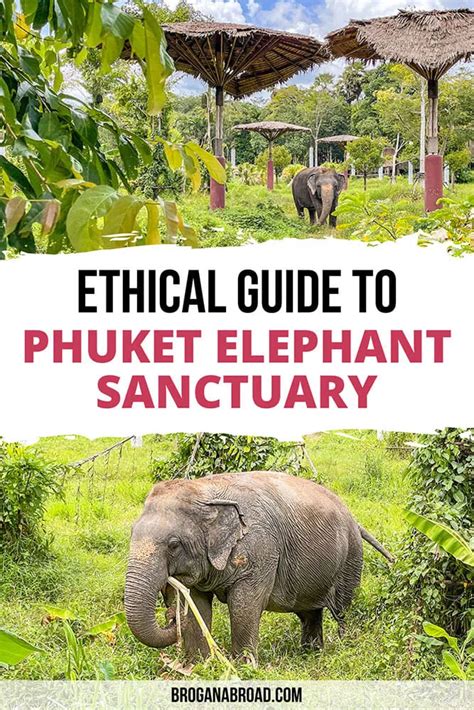 A Guide to The Most Ethical Elephant Sanctuary in Phuket - Brogan Abroad