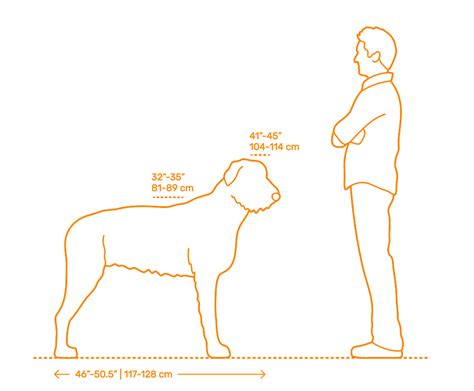 Irish Wolfhound Dimensions & Drawings | Dimensions.Guide