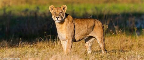 Ma di Tau by Jordi Fernandez Balague on 500px | Wild cats, Big cats ...