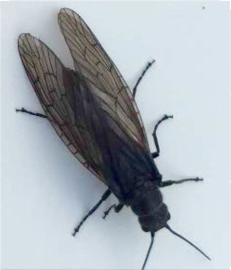 Alderfly