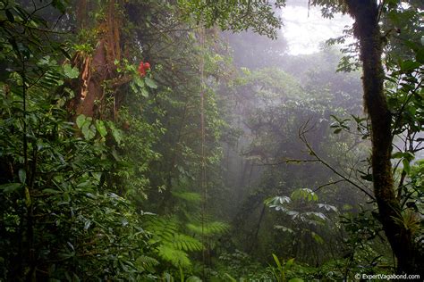 Monteverde Cloud Forrest, Costa Rica | Living up to it's nam… | Flickr