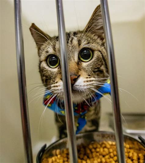 Free animal adoptions at Kern County shelters for "Just One Day" | News | bakersfield.com