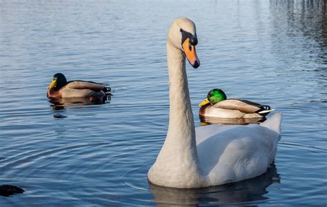 Swan and Two Ducks by Martin-Veskilt on DeviantArt