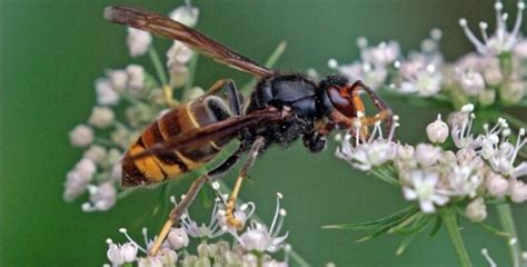 French Beekeeper Invents a Trap to Take on Asian Hornets Decimating Bee Populations in Europe