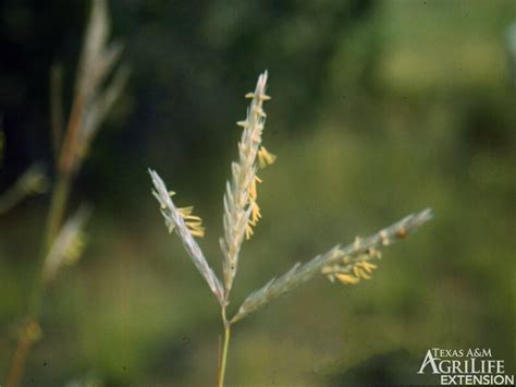 Plants of Texas Rangelands » Big Bluestem