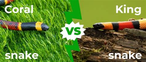 Coral Snake vs Kingsnake: 5 ความแตกต่างที่สำคัญอธิบาย | Newagepitbulls