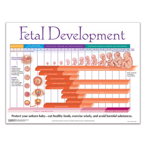 Weekly Fetal Development Chart | Childbirth Graphics