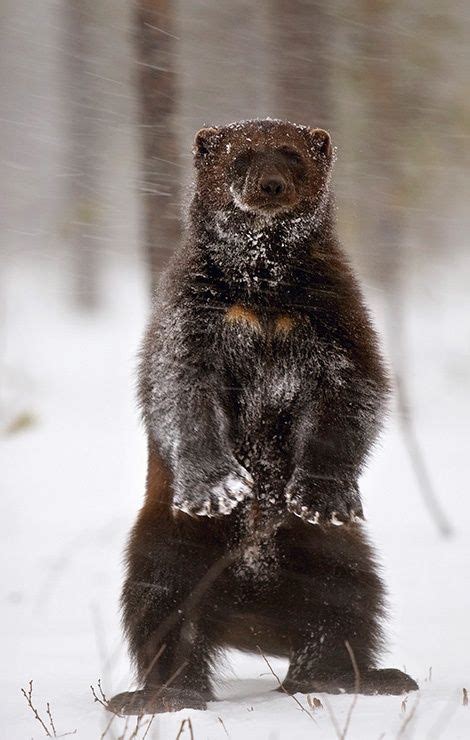 Wolverine - largest land-dwelling species of the family Mustelidae ...