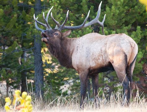 The Ultimate Elk Hunting Gear List. A Guide to Planning your Hunt.