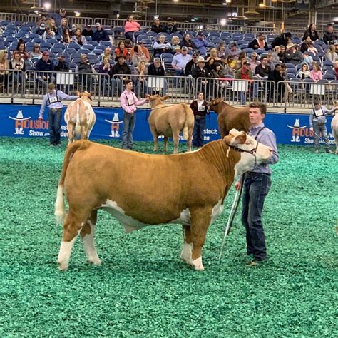 Champion Polled Hereford steer . Houston Livestock show 2019 | Showing livestock, Houston ...