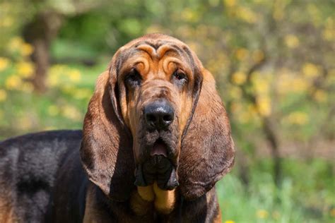 Bloodhound Dog Breed Info: Everything You Need to Know - K9 Web