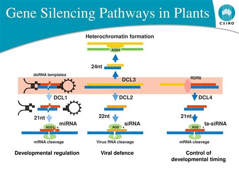 PPT - Gene Silencing PowerPoint Presentation, free download - ID:283060