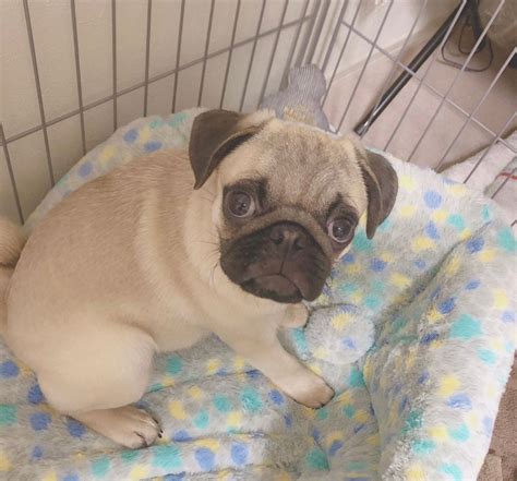 White Fawn Female Pug Puppy for Sale | Female Pugs Online