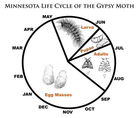 Life Cycle Of The Gypsy Moth