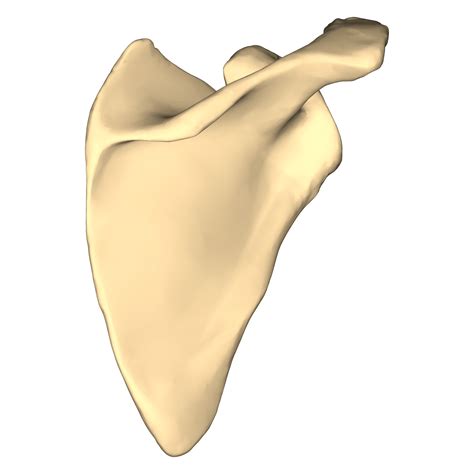 File:Right scapula - close-up - posterior view.png - Wikimedia Commons