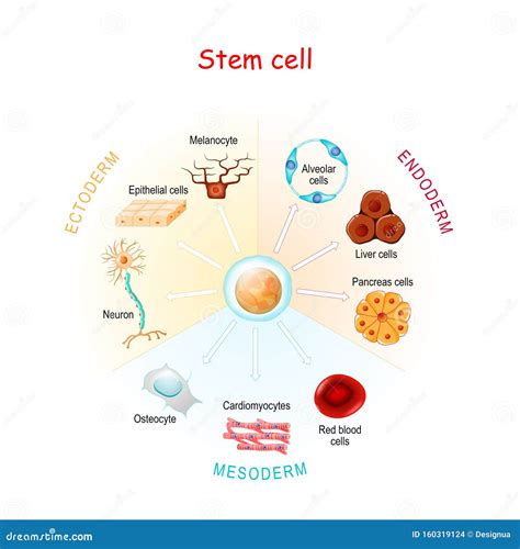 Stem cell stock vector. Illustration of bone, collagen - 160319124