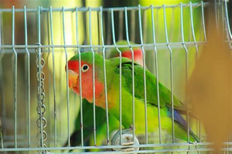 Lutino Peach-Faced Lovebird – Personality, Food & Care Guide: History, & Care (with Pictures)