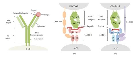 Epitopes: Types, Function, Epitope Spreading • Microbe Online