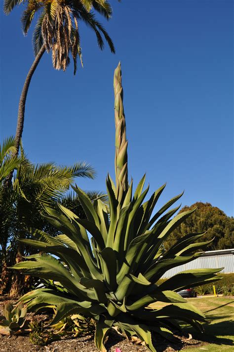 Blooming Agave | Outdoor plants, Outdoor gardens, Garden photos