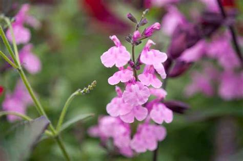 Salvia leucantha 'Purple Velvet' - gardenersworld.com