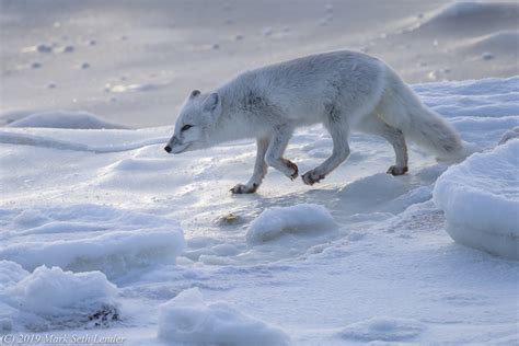 Arctic Fox Hunting — Destination: Wildlife™