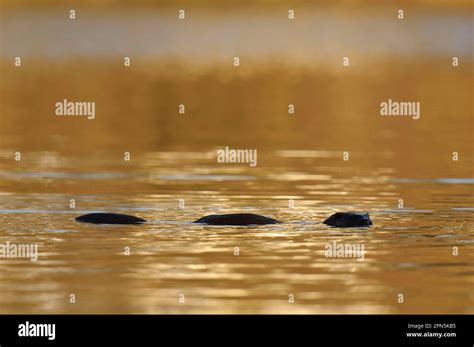 European otter (Lutra lutra), European Otter, Marten, Predators ...