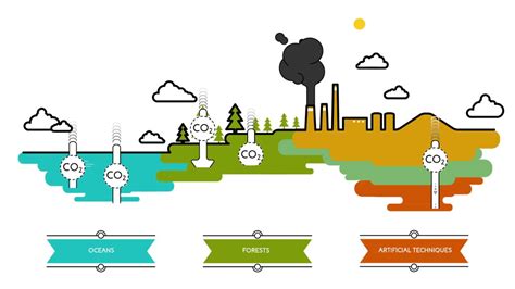 [DIAGRAM] Diagram Carbon Sources And Sinks - MYDIAGRAM.ONLINE
