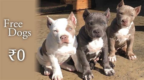 free! free pitbull pupps- for adoption || 2021|| shanu pets and farm - YouTube