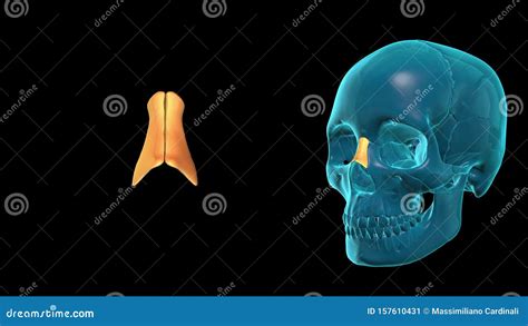 Nasal Bone - 3D MODEL ANIMATION Stock Video - Video of biology ...