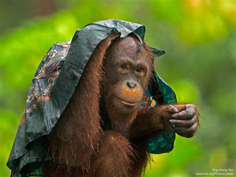 16 Photographs of Animals Caught in the Rain : The National Wildlife ...