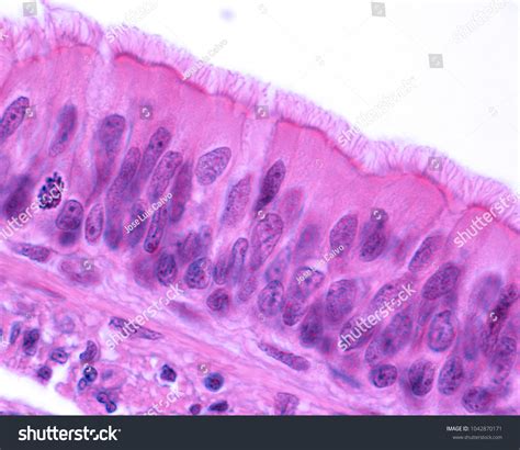 Pseudostratified Columnar Epithelium Slide